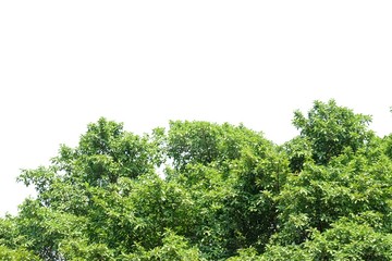 Tropical tall tree leaves with branches and sun light on white isolated background for green foliage backdrop and copy space 