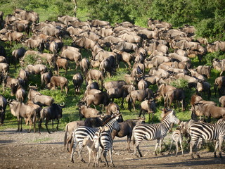 zebras and wildebeest