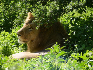 lion in the grass