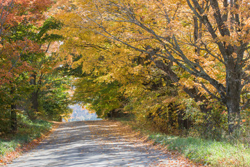 sugar maples along country road