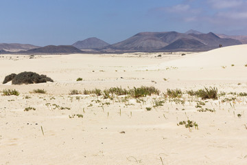 Fototapeta na wymiar Vast desert with green bushes, couple on sand dune and volcanic mountains on background in Fuerteventura. Idyillic landscape at iconic Corralejo natural park in Canary Islands, Spain