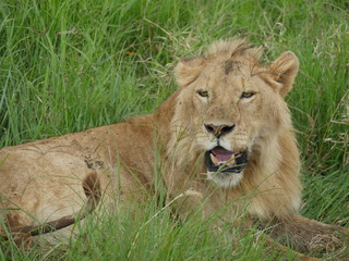 lion in the grass