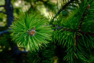 Branch green pine close up. (isolated)