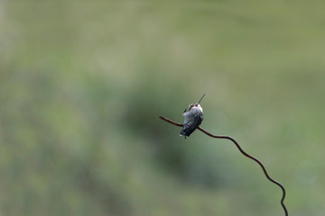 Amusing high kick from tiny hummingbird