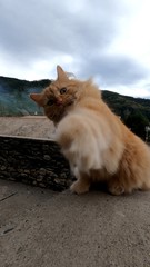 cat on the wall