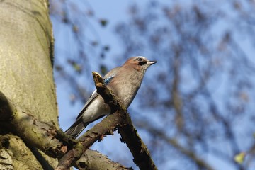 Eurasian jay, Garrulus glandarius