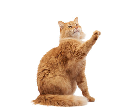 Adult Fluffy Red Cat Sitting And Raised Its Front Paws Up, Imitation Of Holding Any Object