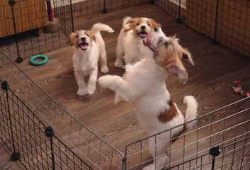 Charming Jack Russell Terrier puppies, purebred small puppies