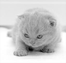 Photo of a newborn kitten of a Scottish fold cat. The first days of life.