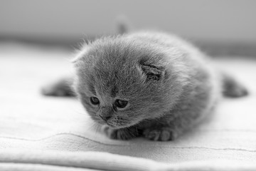 Photo of a newborn kitten of a Scottish fold cat. The first days of life.