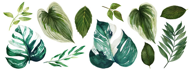Monstera leaves, Watercolor bright greenery collection, hand drawn 