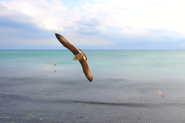A flock of seagulls flies over the sea in windy weather.