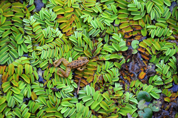 Fototapeta na wymiar a frog on the swamp grass