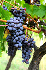 red grapes on vine