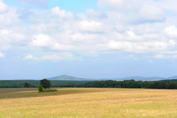 field of wheat and blue sky