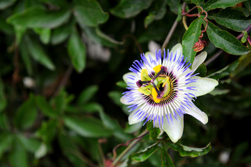 blossom of passion fruit
