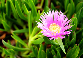 Pink flower with yellow center, blurred light green succulent like leaves in background (Delosperma). ...