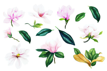 Light pink magnolia flowers and leaves, watercolor collection