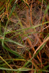 Małe krople wody w pajęczynie.