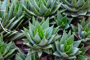 aloe vera plant in the garden