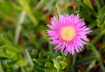 Obraz premium Pink flower with yellow center, blurred light green succulent like leaves in background (Delosperma). ...