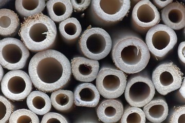 Macro photo of small sawn bamboo stems