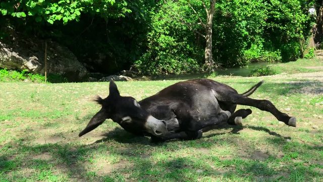 A black donkey rests on the green grass on a clear Sunny day against the background of a mountain river.
