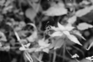 spider on a web