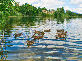 Flock of Ducks swim on the water
