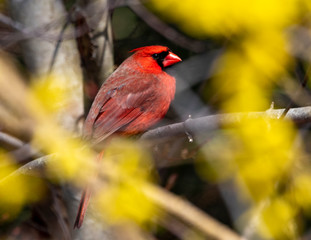 Cardinal on a Branch