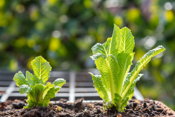 Close-up of young romaine lettuce plants growing in flower pot in container garden