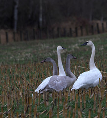 Swan family feeds in Washington's winter farm fields