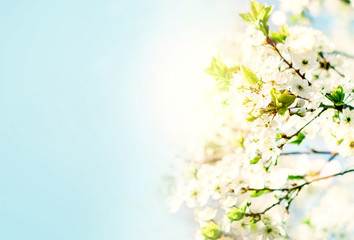 Obraz na płótnie Canvas Flowering tree branches. the concept of spring time