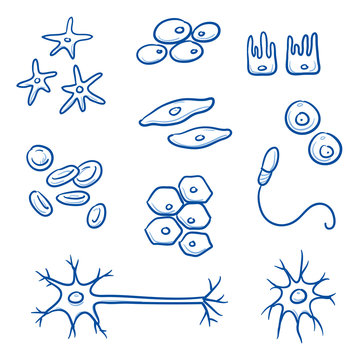 Set of different human cells, for medical info-graphics, nerve, bone, epithelial, muscle, blood, stem, sperm, oocyte. Medicine and biology collection. Hand drawn line art cartoon vector illustration.