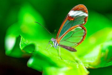 Glasswing Butterfly (Greta oto) in a summer garden.
