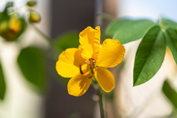 Naklejka premium Yellow flower. Macro, Close-up