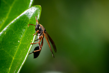 Insect