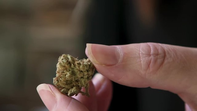 Extreme close-up of a cannabis marijuana bud rotating between a woman's fingers 