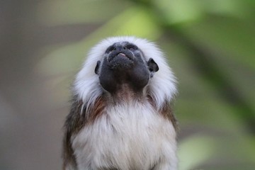 un singe tamarin regardant le ciel 