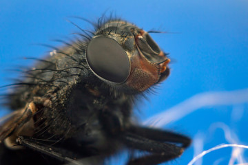 closeup of a fly on a blue background. microcosm of insects.