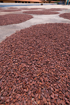 cocoa beans drying in the courtyard of the chuao church Aragua state Venezuela