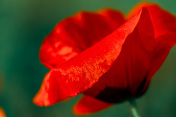 Macro art photography of blooming  poppy. Red poppy with soft focus. Floral poster. Shallow depth of field. Toned image.