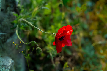 Fototapeta premium Poppy blooms in springtime. Red poppy on a gray stone. Art photography. Nature wallpaper blurred backdrop. Shallow depth of field.