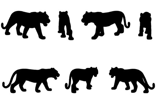 7 black and white set vector tiger, leopard silhouette isolated on white background