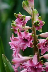 Naklejka na ściany i meble Terry hyacinth flowers in spring in the garden.