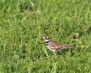 A Mother Killdeer Guarding Her Nest In A Yard In Rural South Central Oklahoma