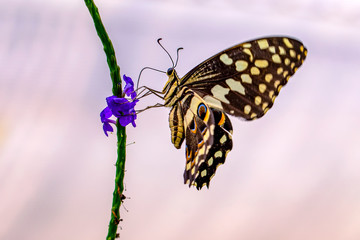 Closeup beautiful butterfly in a summer garden