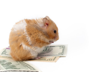 Fluffy hamster sits on banknotes of American dollars. Financial savings concept.