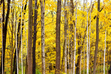 Yellow leaves on birch trees in tranquil deciduous tree trunks woods