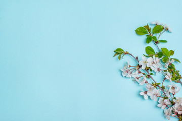 White flowers on a blue background for inscriptions, advertising, place for signature, branches of a blossoming cherry, apricots, covered plan

